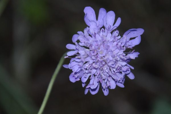 flora sassovivo 2