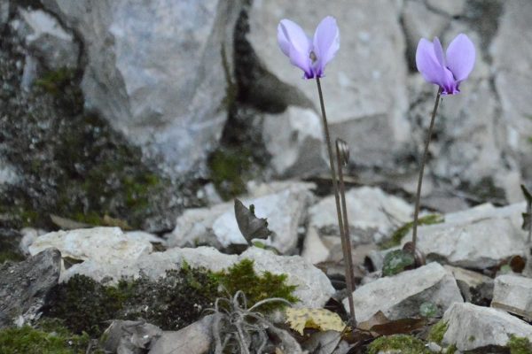 vegetazione sassovivo